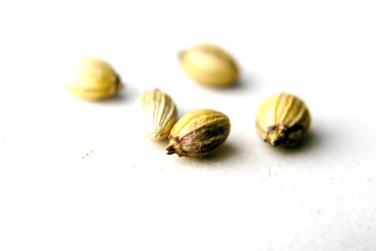 Coriandre de la Drôme entier (30g)